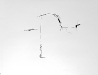 TdE_7892
